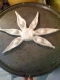 star anise