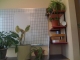 some of the plants