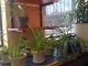 more plants
