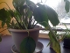 spathiphyllium