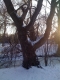 tree seven