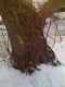 tree seven hollow