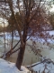 tree eight