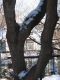 second tree