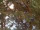 tree nine