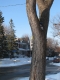 tree four