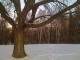 Tree Ten