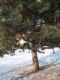 It's a pine tree 