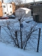 third tree