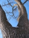 tree four