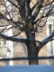 tree five