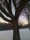 Tree Ten