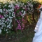The wagon, in bloom.