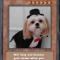 SF0 Dapper Dog.jpg