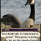 SF0 Goose.jpg