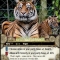 SF0 Zoo Tiger.jpg