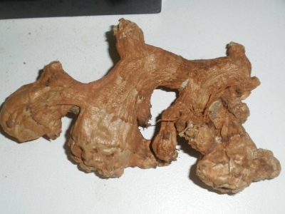 Subject "Ginger" Subject "Ginger"