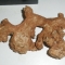 Subject "Ginger"