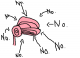 brain.png
