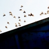 lark