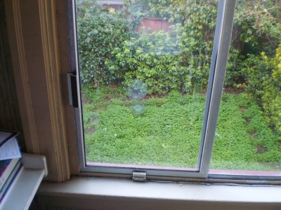 The Window The Window