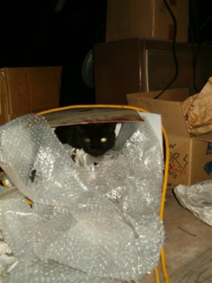 black cat.jpg
