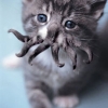 Cthulhu Kitty
