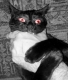 scary cat2.jpg