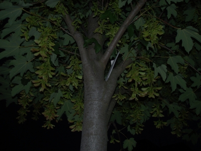 P1010100.JPG