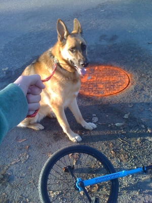Horray for leashes