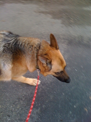 Its hard to operate a Hyper active german shepard Its hard to operate a Hyper active german shepard