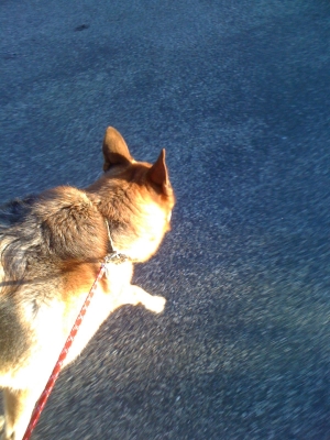 Damn hyper active dog