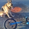 My dog nikki sitting next to my Uni