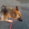 Its hard to operate a Hyper active german shepard