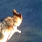 Damn hyper active dog