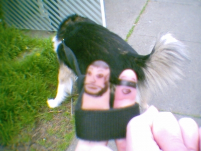 sumo took us for a walk