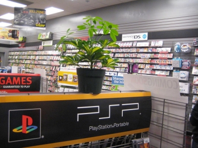 THE $8 PLANT