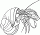 hermit_crab_24950_lg.gif