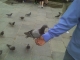 Duck 2