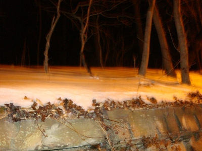 Once a snarling fox leapt out at me from here.