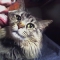 licking the kitty
