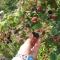 Berries