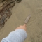 Dead Jellyfish