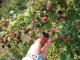 Berries