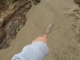 Dead Jellyfish
