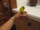 Bird!