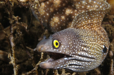 eel_full.jpg