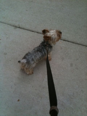 Le Chien.Il s'appelle Charlie.