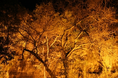 the skeleton tree, lit up eerily the skeleton tree, lit up eerily