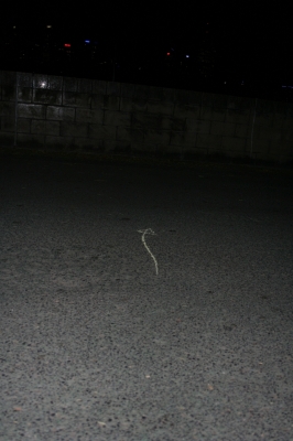 Laying a trail Laying a trail